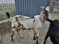 ஆண் வெள்ளாடு, Nubian Goat — புகைப்படம் 6