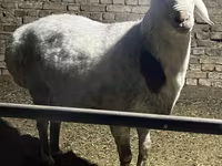 قوچ, Afghan Arabi sheep — عکس 1