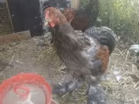 براهما — عکس 3