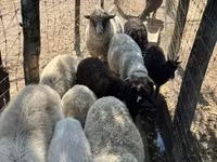 میش, Merino sheep — عکس 5