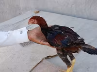 Chickens — fotografija 7