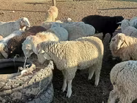 قوچ, گوسفند — عکس 1
