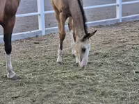 Kůň, Akhal-Teke — foto 3