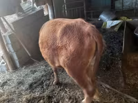 گاو ماده, Simmental cattle — عکس 3