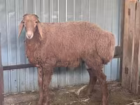 قوچ, Arashan sheep — عکس 2