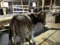 Bika, Swiss cattle — 3. fotó