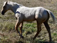 Адуу, Quarter Horse — 3 зураг