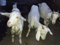 بز نر, بز — عکس 2