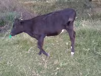 Dibi, Holstein breed — sawirka 2