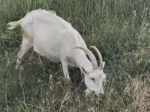 بکری, بکریاں