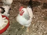 Chickens — 사진 2