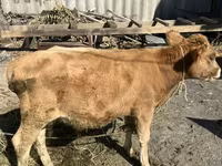 โคเนื้อ (เป็นล็อต, ไม่ระบุเพศ), Swiss cattle — รูปภาพ 1