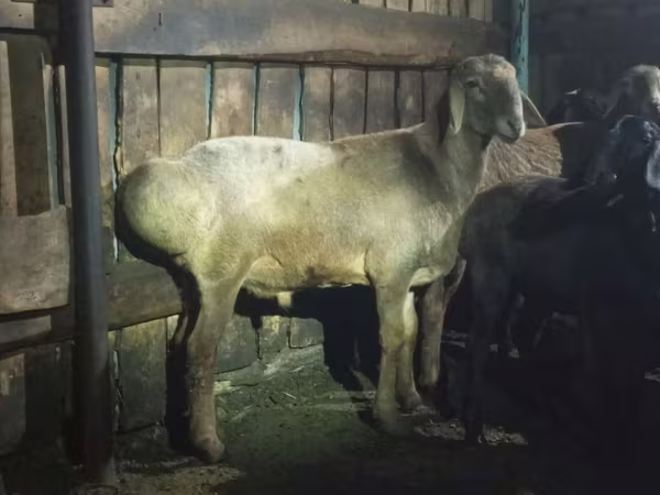 Widder, Hissar sheep