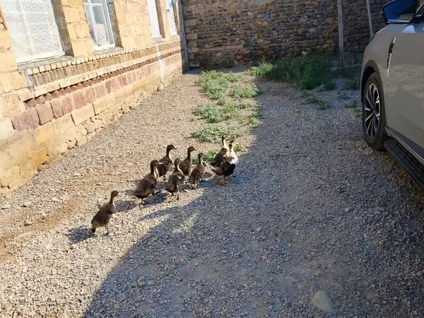 Ducks
