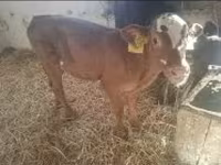 Ng'ombe jike, Ng'ombe wa Limousin — picha 2