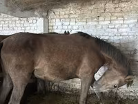 مادیان, اسب — عکس 5