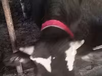 گاو نر, Russian Black pied cattle — عکس 8