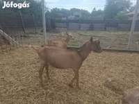 Bock, Getter — foto 5