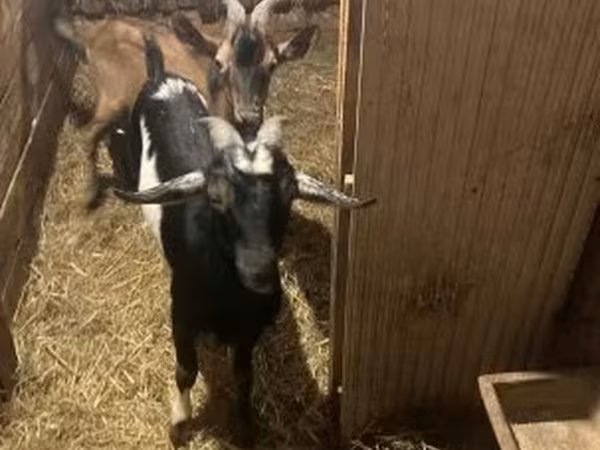 Kambing jantan, Goats