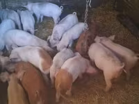 Babi betina, Дюрок — foto 3