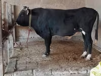گاو نر, گاو — عکس 1