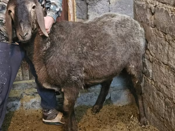 Arashan sheep