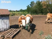 วัวตัวเมีย, Simmental cattle — รูปภาพ 7