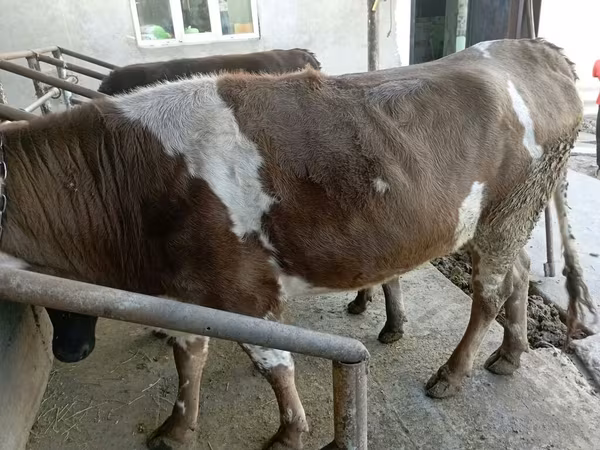 Vacă, Simmental cattle