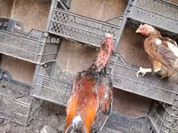 Chickens — Foto 5