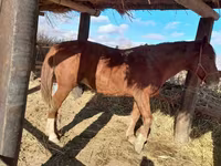 Hengst, Paarden — foto 1