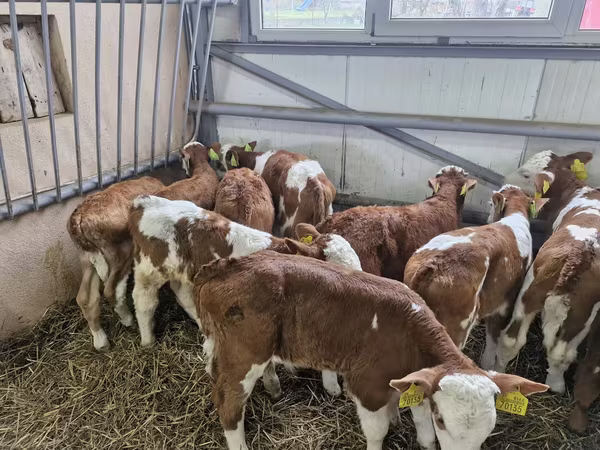 Taureau, Simmental cattle