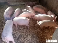 Säue, Schweine — Foto 3