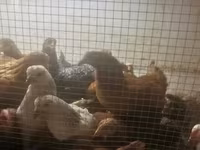 Chickens — լուսանկար 2