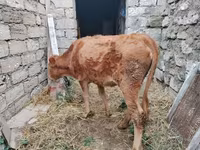 Vache, Bovins — photo 4