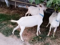 بز ماده, Saanen goat — عکس 3