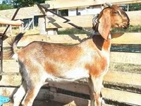 Chèvre, Nubian Goat — photo 1