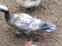 Ducks — 1 зураг