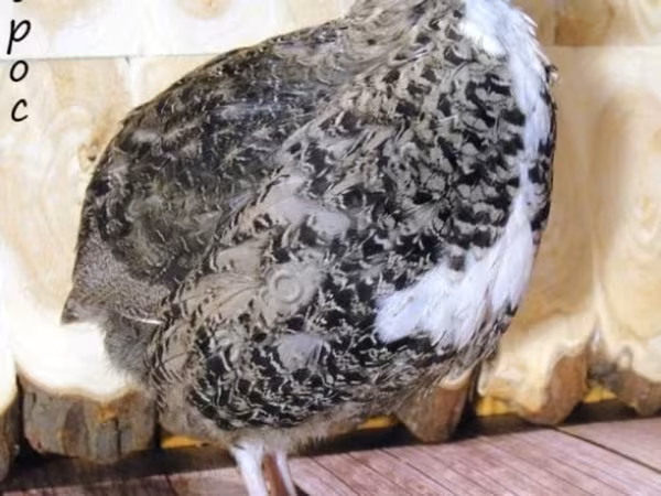 English White — Rosja