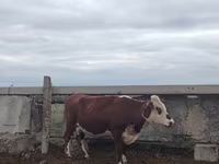گاو ماده, Simmental cattle — عکس 3