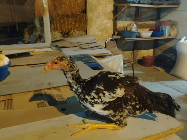 Chickens