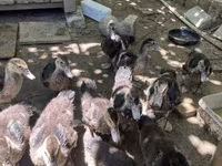 مسکوی خانگی — عکس 2