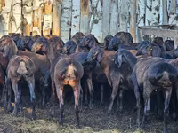 แกะตัวผู้, Hissar sheep — รูปภาพ 2