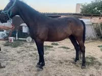 Stute, Nonius horse — Foto 3