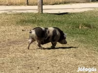 แม่สุกร, หมู — รูปภาพ 3
