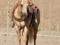 公马, Quarter Horse — 照片 8