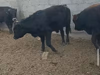Toro, Bovini — foto 4