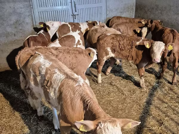 雄牛, Simmental cattle
