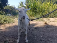 Ziege, Saanen goat — Foto 5