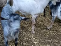 Ziegenbock, Ziegen — Foto 2