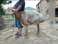 قوچ, Hissar sheep — عکس 1